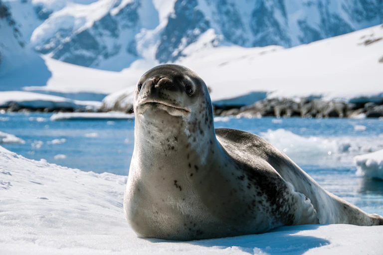 Seal resting on ice sheet.