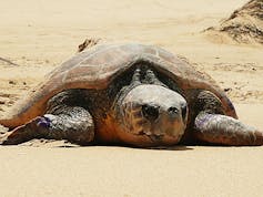 Turtle on the beach
