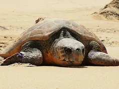 Turtle on the beach