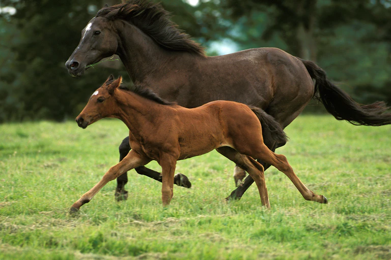 English Thoroughbred mare with foal galloping through meadow