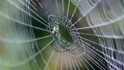 Spiderweb silks and architectures reveal millions of years of evolutionary ingenuity