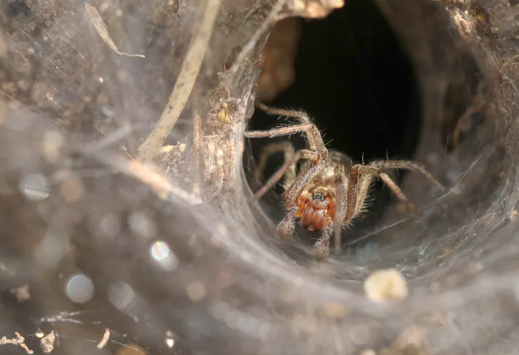 Une araignée brun clair face à l’appareil photo, entourée d’une toile en forme d’entonnoir