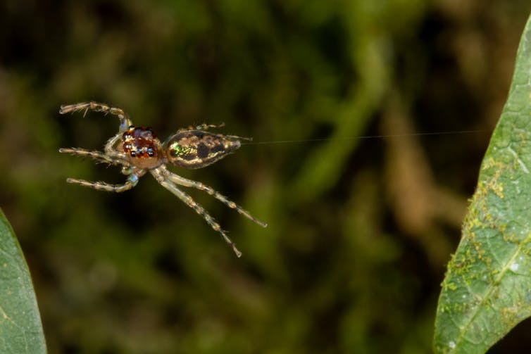 A brown spider with green iridescence in mid-air, tethered to a leaf behind it with a thin strand of silk