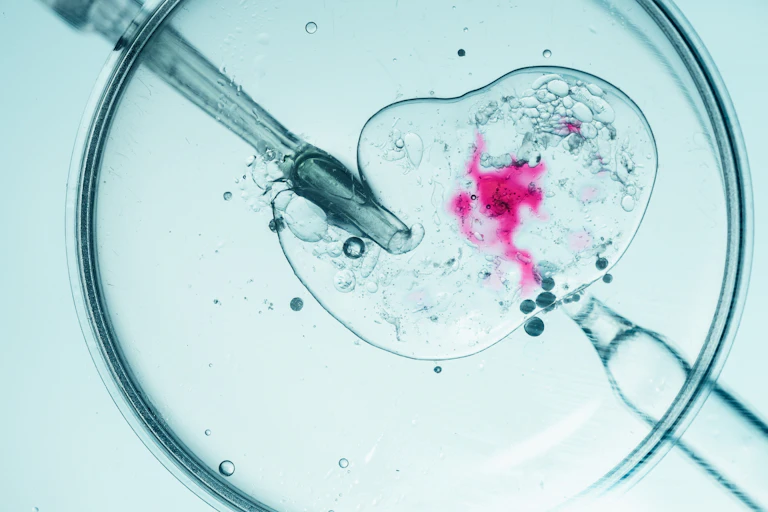 Close-up of in vitro fertiliaation in a petri dish