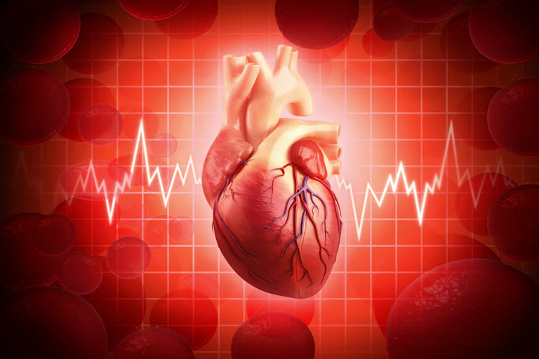 Human heart, computer artwork