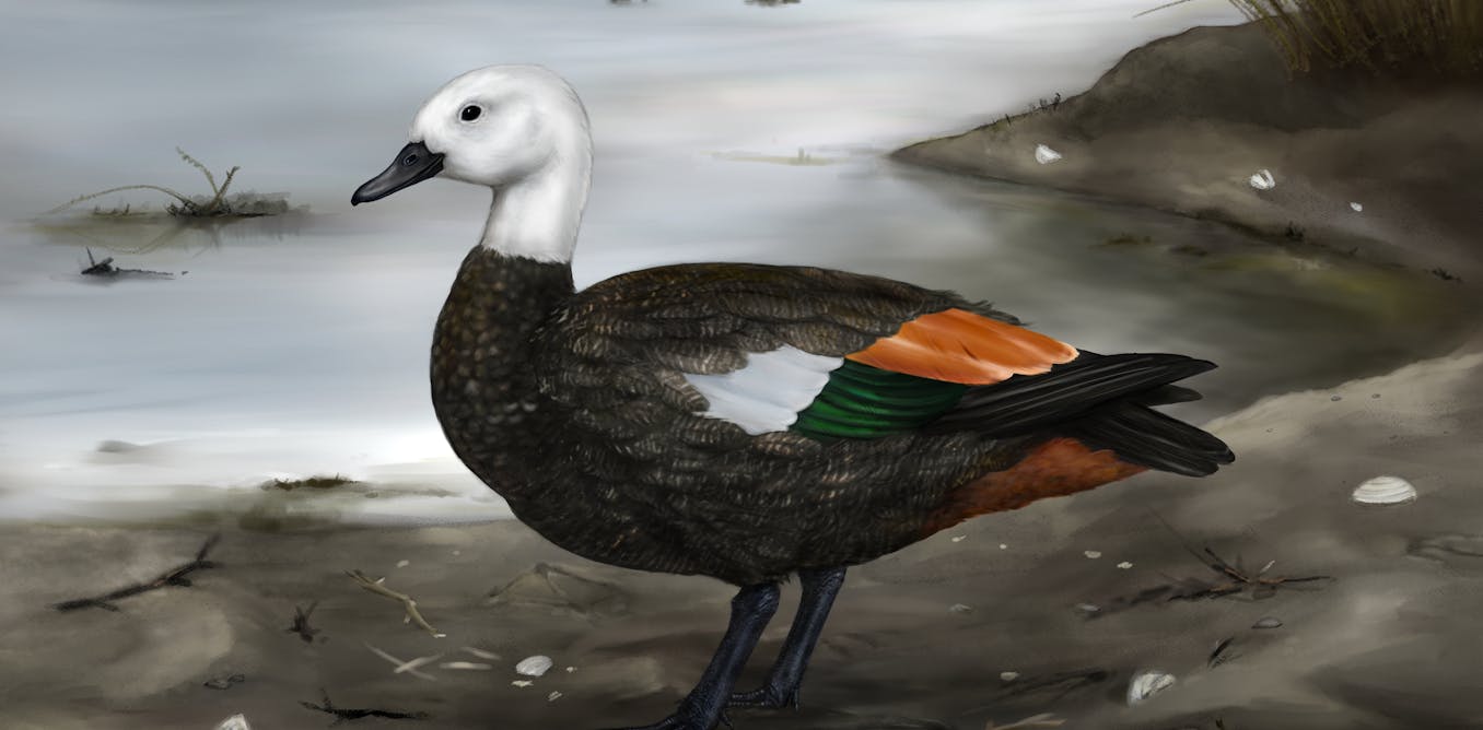 The discovery of an extinct shelduck highlights the rich ancient biodiversity of the remote Rēkohu Chatham Islands The discovery of an extinct shelduck highlights the rich ancient biodiversity of the remote Rēkohu Chatham Islands