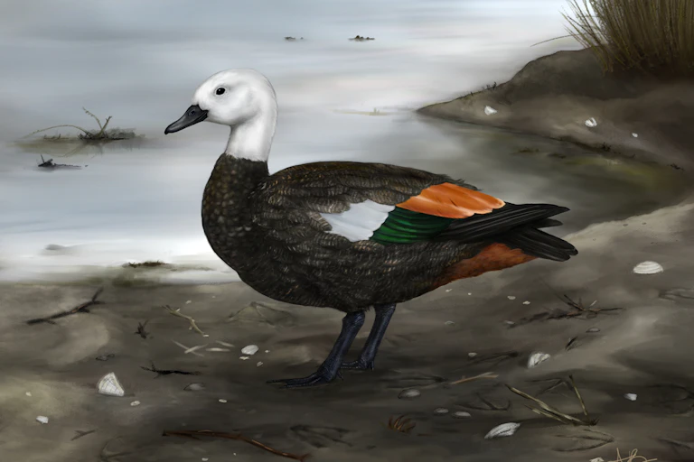 An artist's depiction of the Rēkohu shelduck.