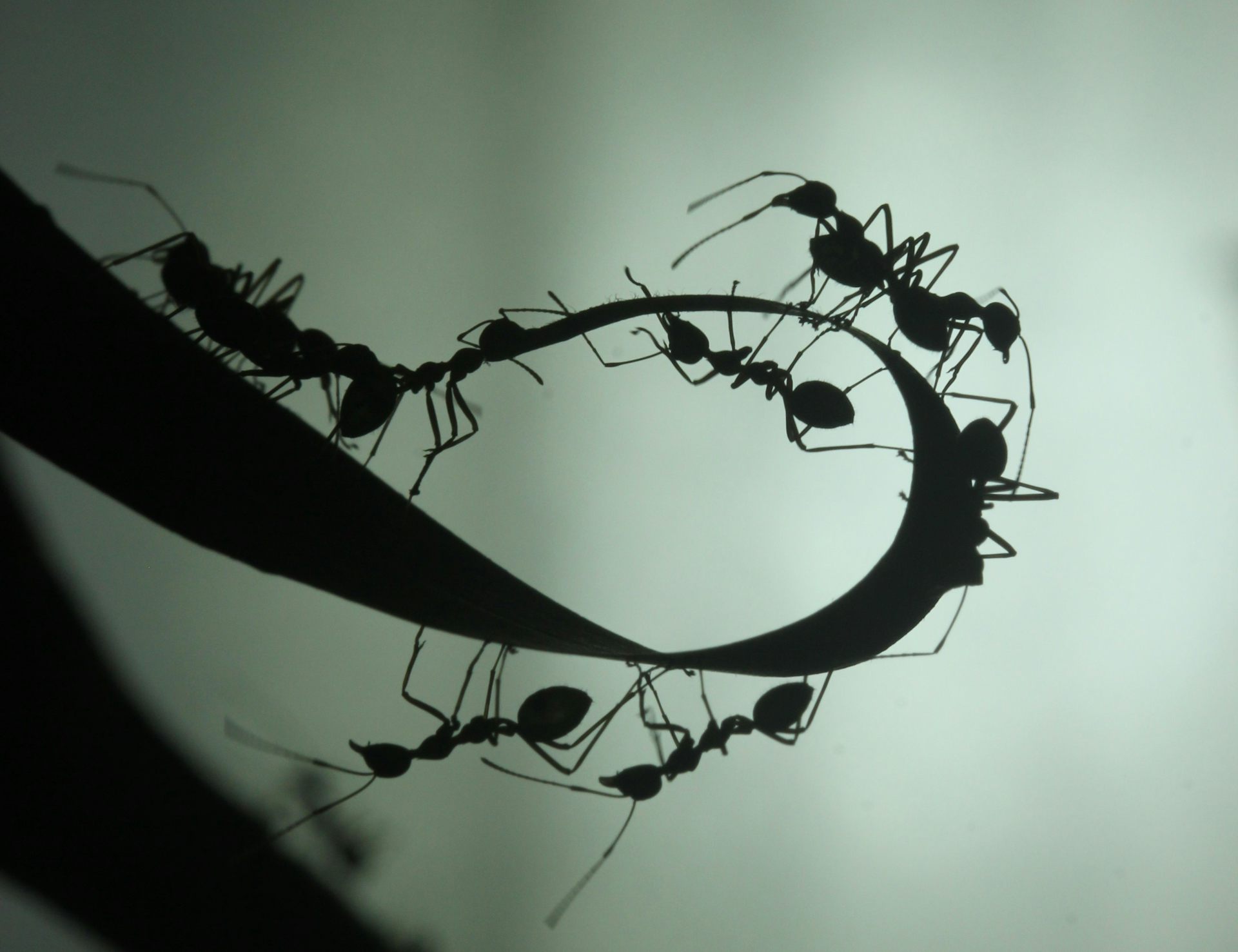 As human teams get bigger, they get less efficient. But these ants have found a solution