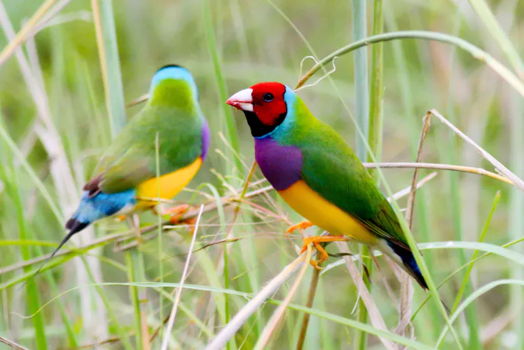 Two brightly coloured birds, Gouldian finches, resting on green grasses or reeds