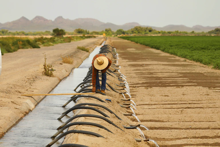A dry landscape with irrigated fields to one side and a canal with hoses for water. A worker in a wide-brimmed hat bends over to adjust a tube.