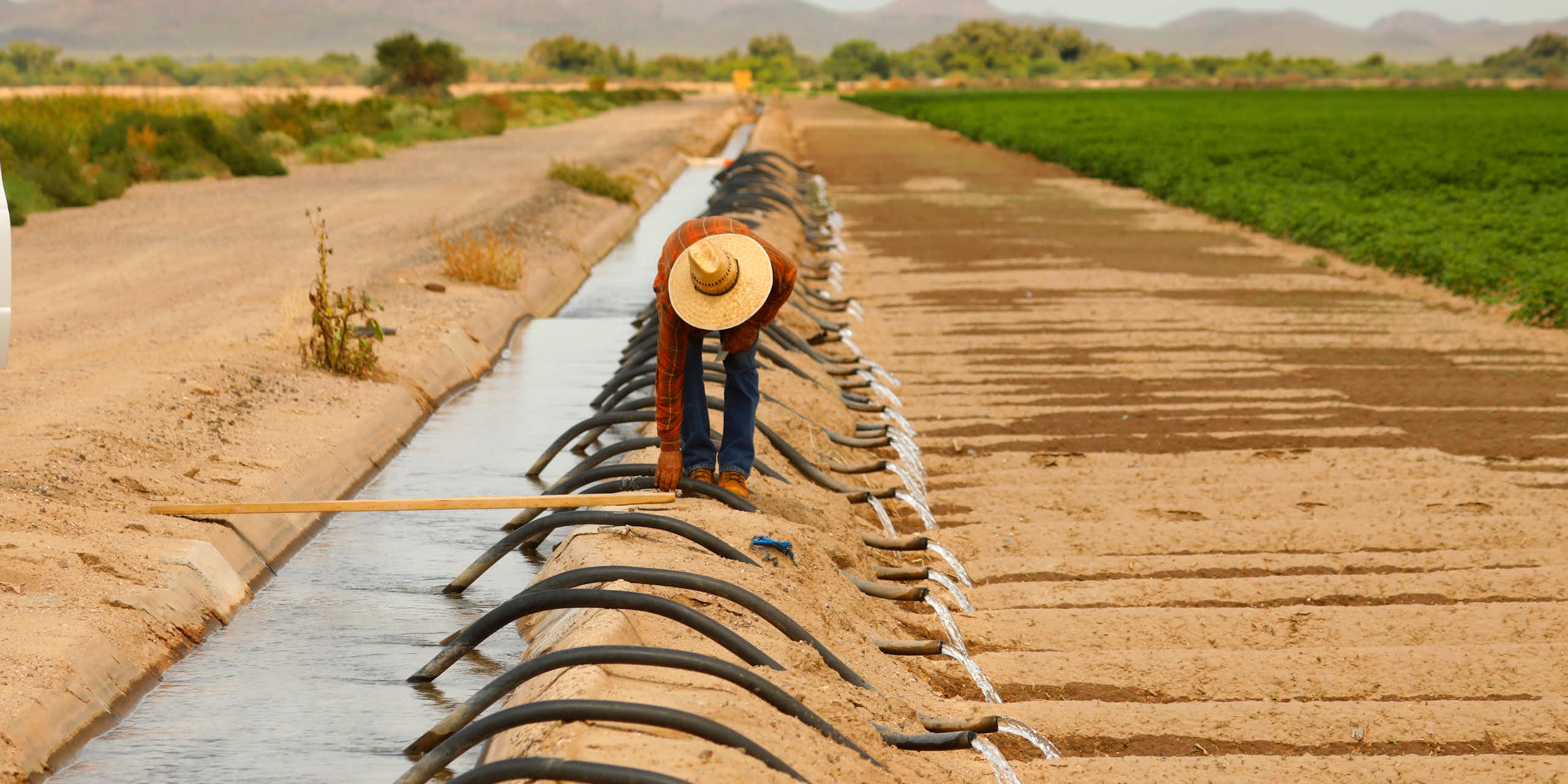 A dry landscape with irrigated fields to one side and a canal with hoses for water. A worker in a wide-brimmed hat bends over to adjust a tube.