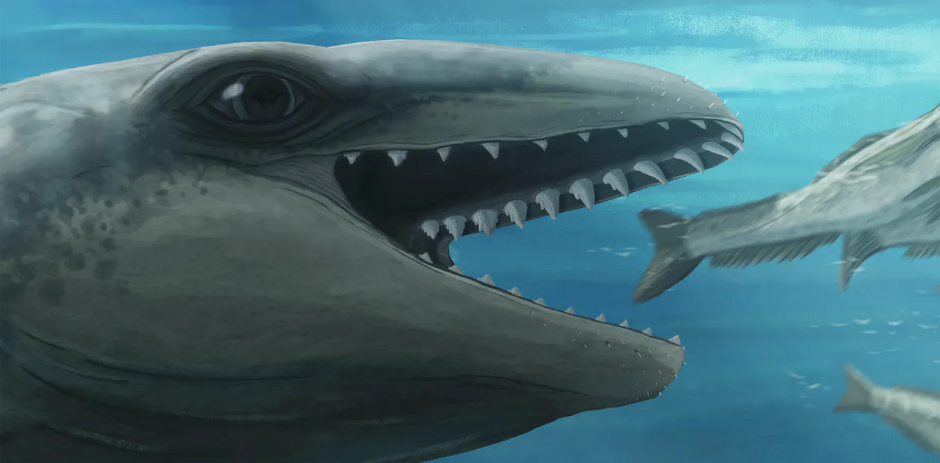 A cornucopia of tiny, bizarre whales used to live in Australian waters - here’s one of them