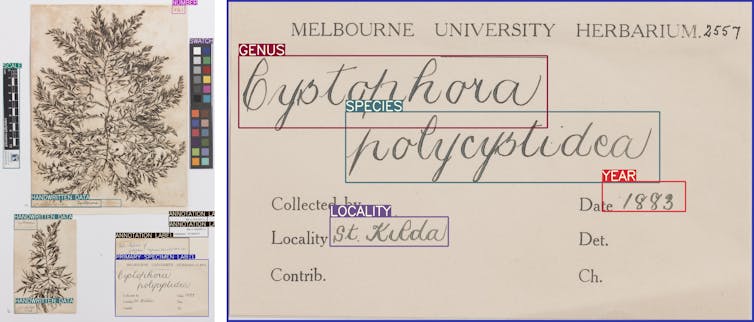 An image showing how Hespi reads the plant specimen sheet and tags information such as the genus, species, locality and year of collection.
