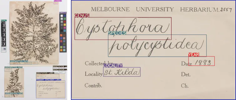 An image showing how Hespi reads the plant specimen sheet and tags information such as the genus, species, locality and year of collection.
