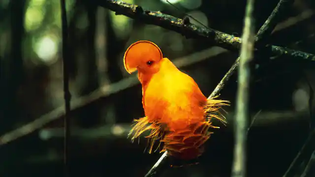 Why are There More Endemic Bird Species in Tropics: Unveiling Nature’s Secrets
