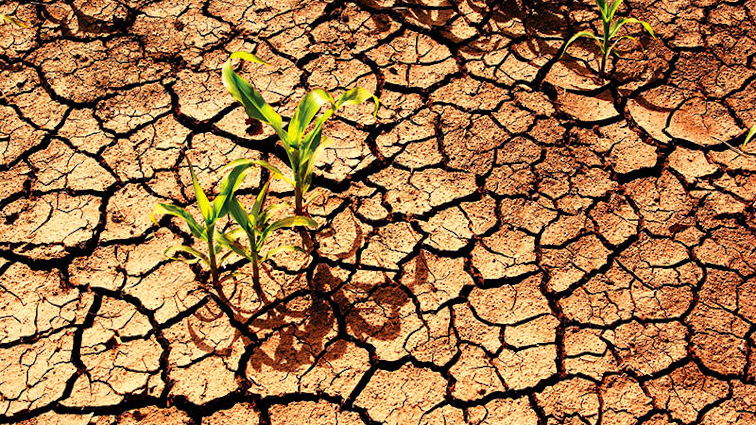 Cracked earth with a few small plants growing in it