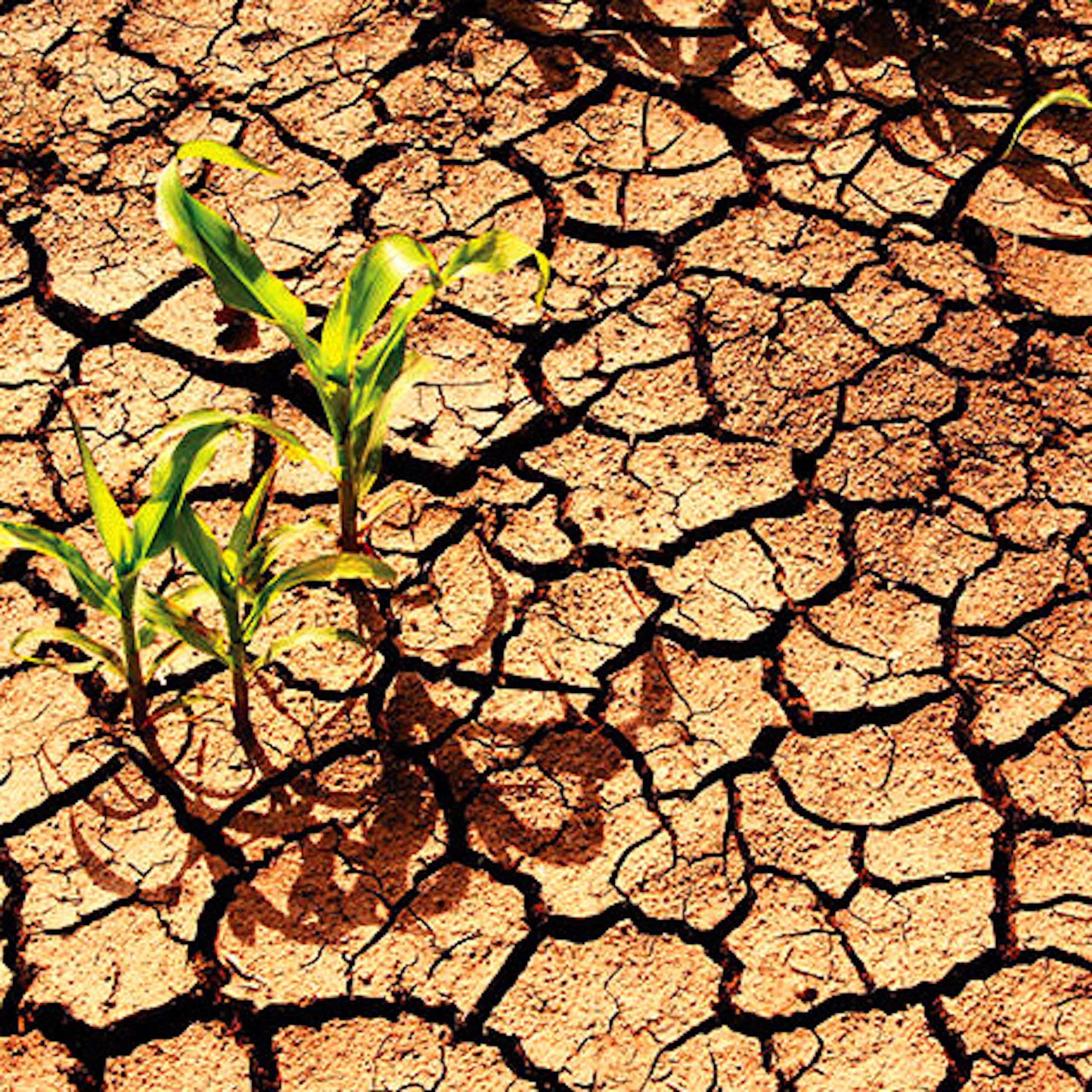 Cracked earth with a few small plants growing in it