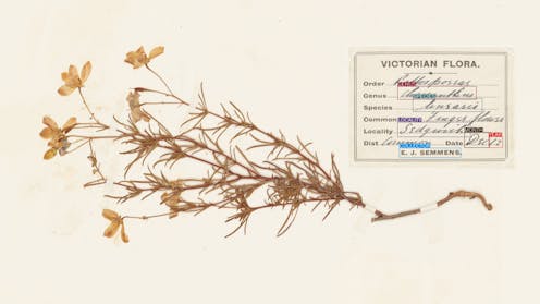 Botanical time machines: AI is unlocking a treasure trove of data held in herbarium collections
