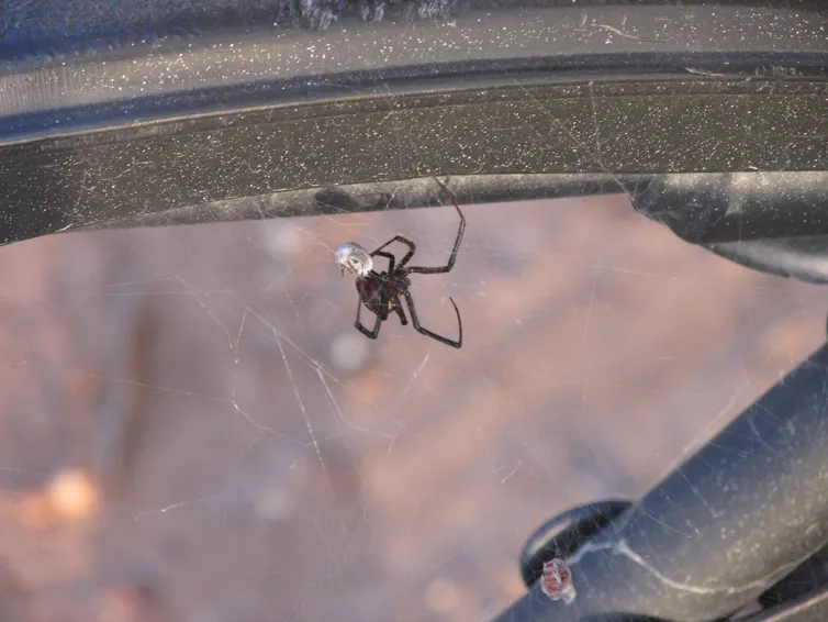Image d’une araignée noire tissant une toile irrégulière