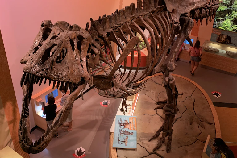 um grande esqueleto de dinossauro exposto em um museu