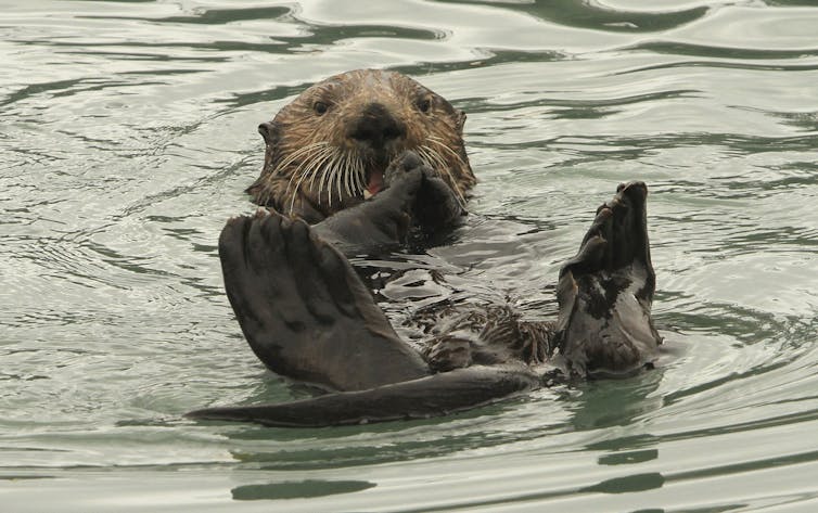 a sea otter has a snack while swimming near seward, alaska