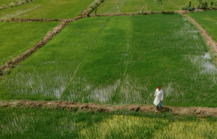 AI is transforming weather forecasting − and that could be a game changer for farmers around the world – Environmental News Bits AI is transforming weather forecasting − and that could be a game changer for farmers around the world – Environmental News Bits