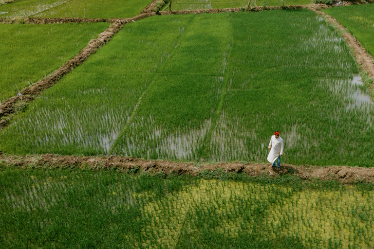 A man stands on a dry ridge among rice paddies.
