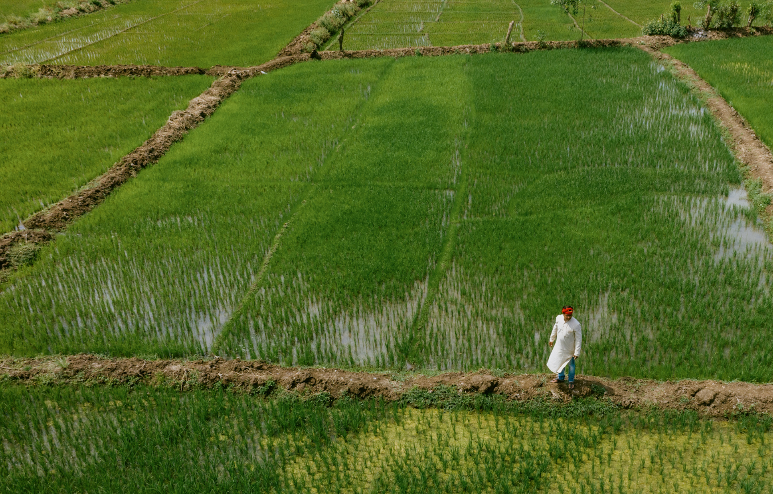 A man stands on a dry ridge among rice paddies.