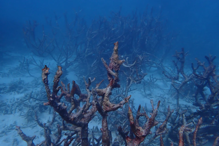 bleached coral at Rowley Shoals.