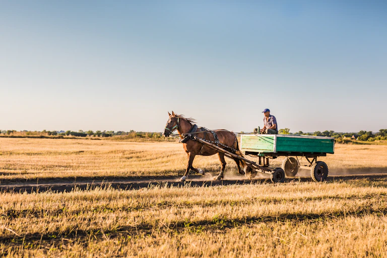 horse pulling man on cart in field of corn, blue sky