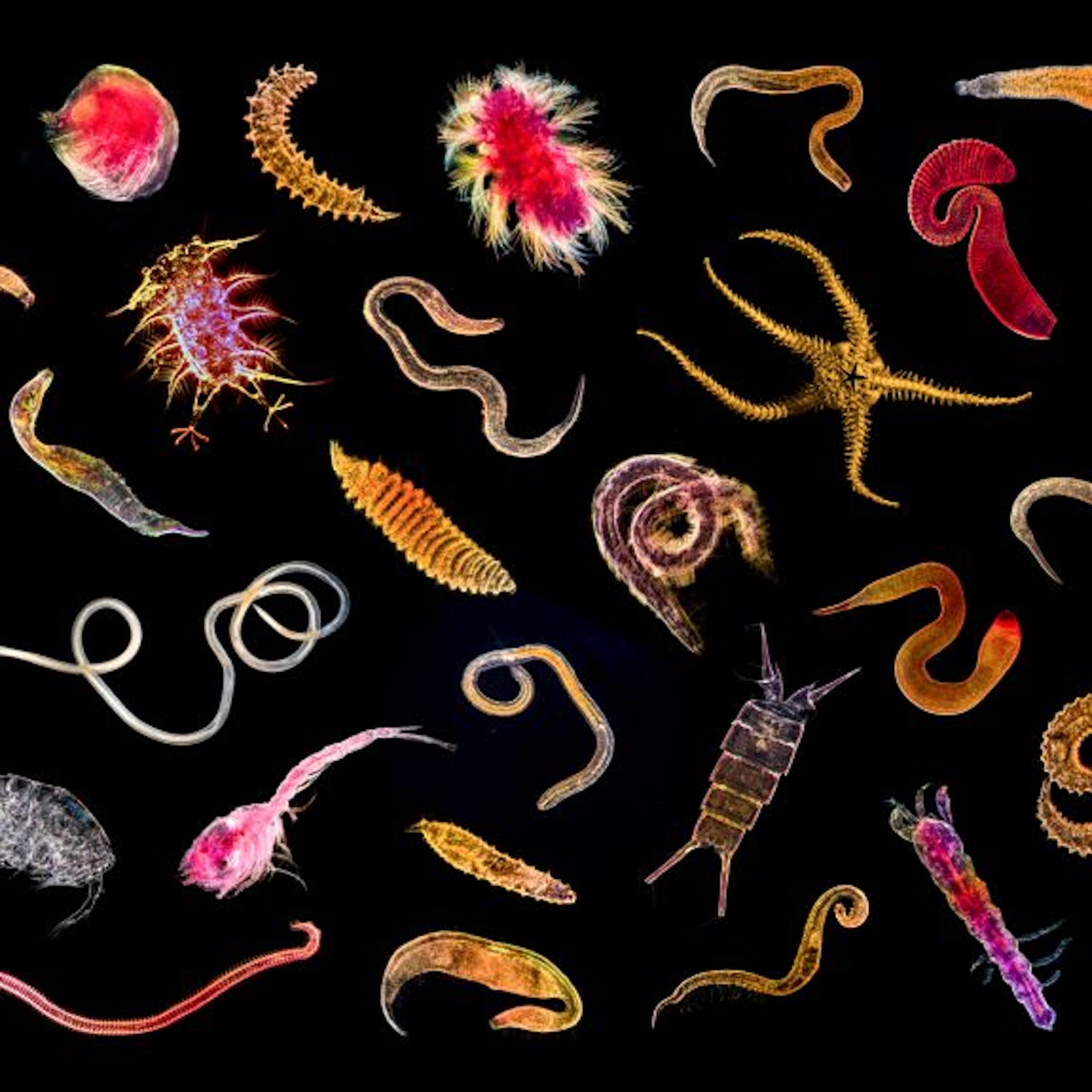 Bioindicadores invisibles: lo que los animales microscópicos nos dicen del mar