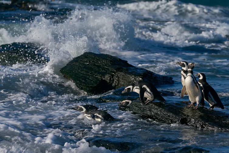 A group of Magellanic penguins going to sea from some rocks.