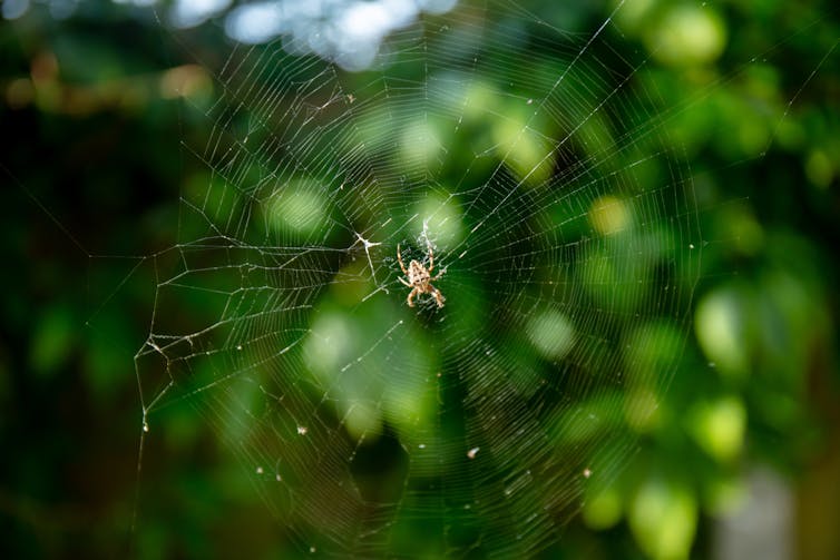 A pale brown spider at the center of its spiral patterned orb-web