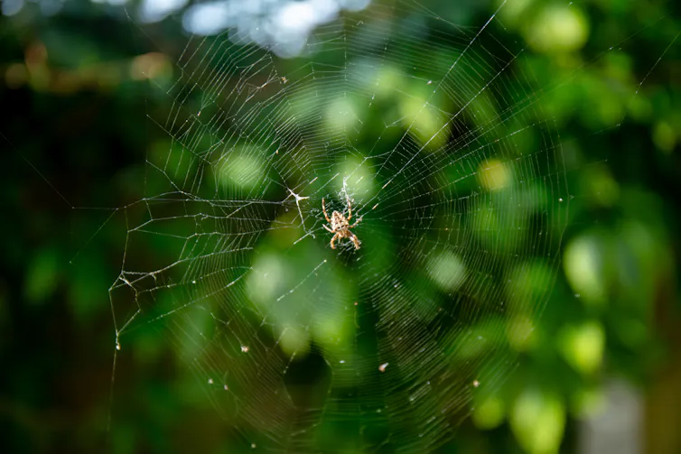 Une araignée brun pâle au centre de sa toile orbulaire en spirale