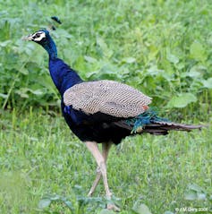 a peacock without its showy feathers