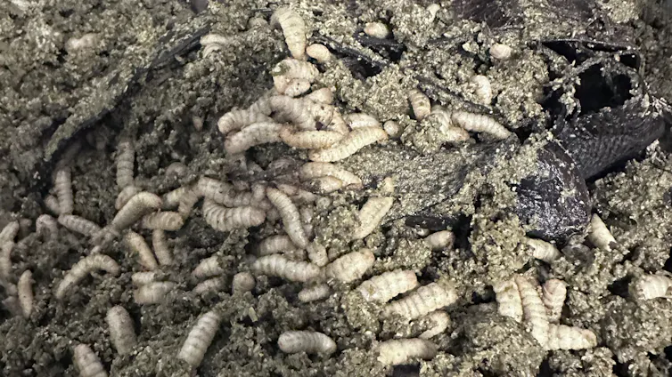 Una gran cantidad de larvas blancas en medio de comida seca