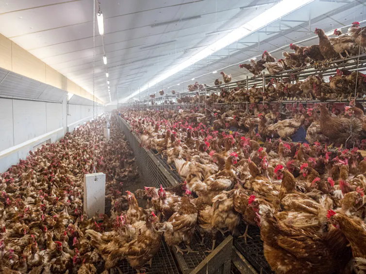Hundreds of brown chickens with red crowns being reared in an indoor facility
