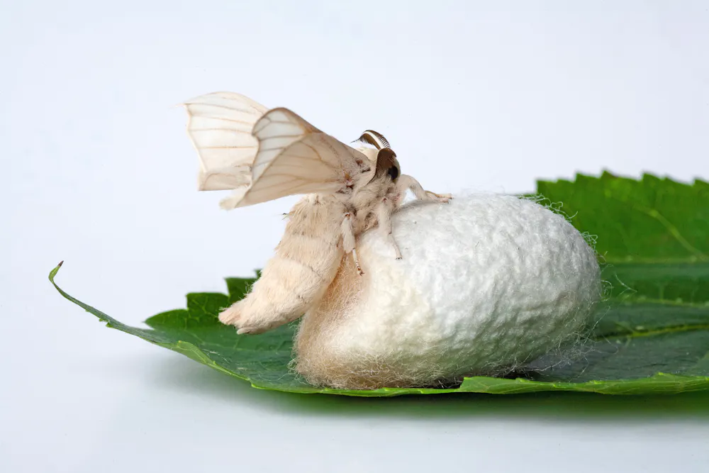 Genomics can help insect farmers avoid pitfalls of domestication