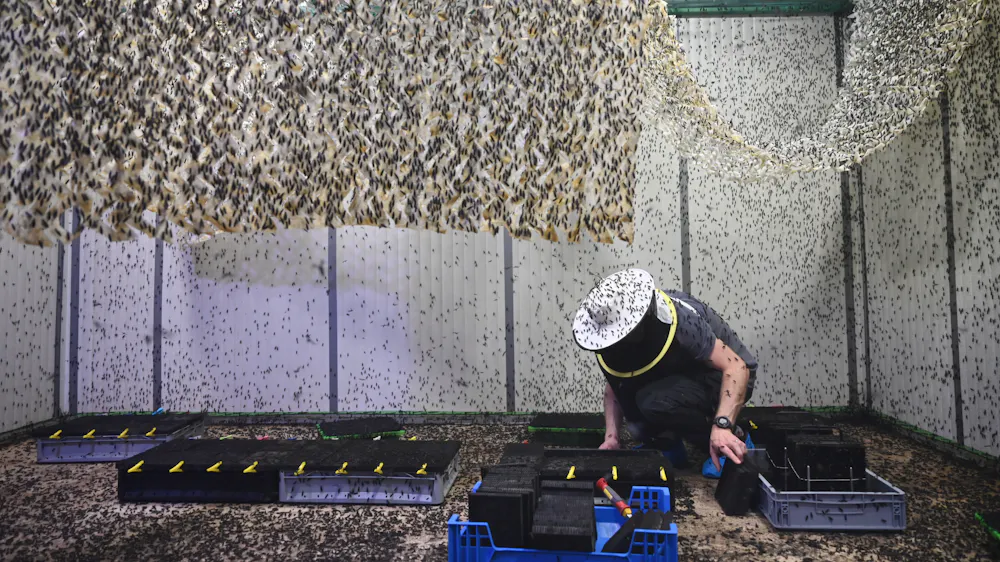 Genomics can help insect farmers avoid pitfalls of domestication ...
