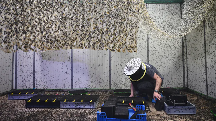 A room with many small, black flies everywhere, while a man in a beekeeper's hat is working on the ground.