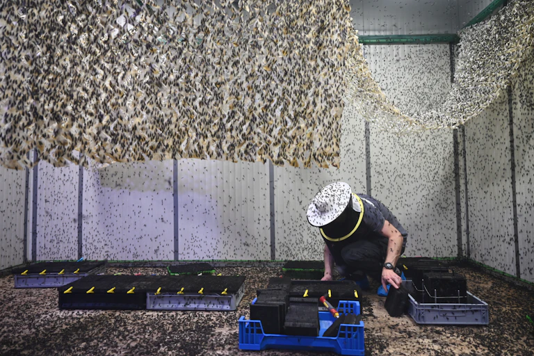 A room with many small, black flies everywhere, while a man in a beekeeper's hat is working on the ground.