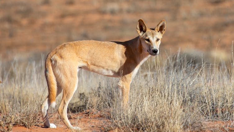 Ginger dingo standing in a desert landscape.