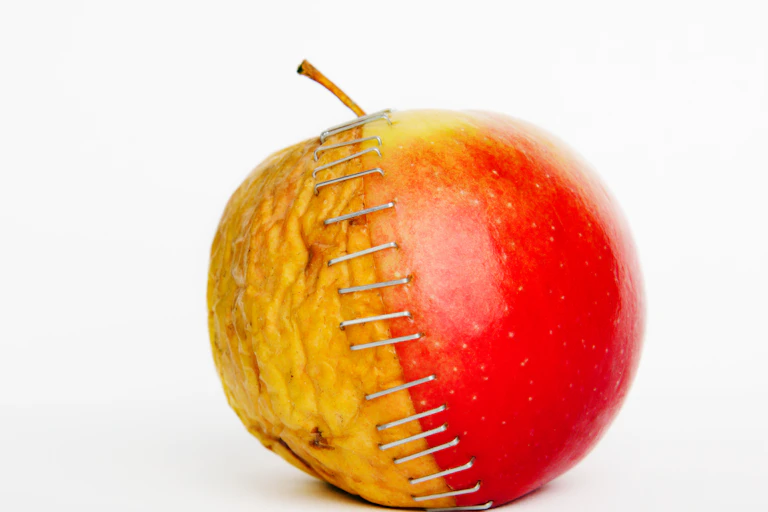 Rotting apple and fresh apple slices stapled together