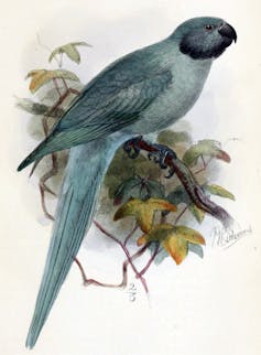 Drawing of a parakeet