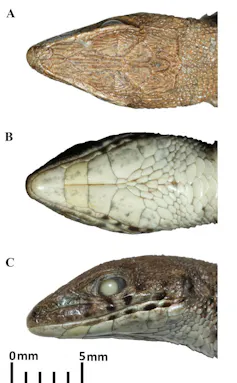 Images of lizard's head