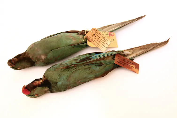 Two dead parakeets