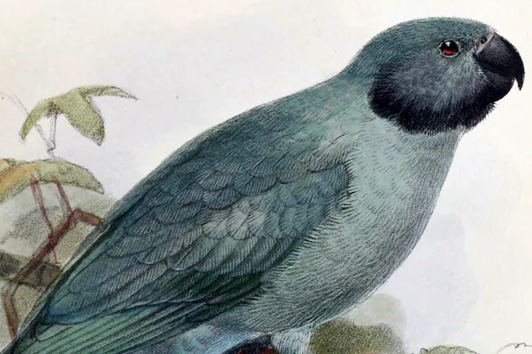 Drawing of a bird