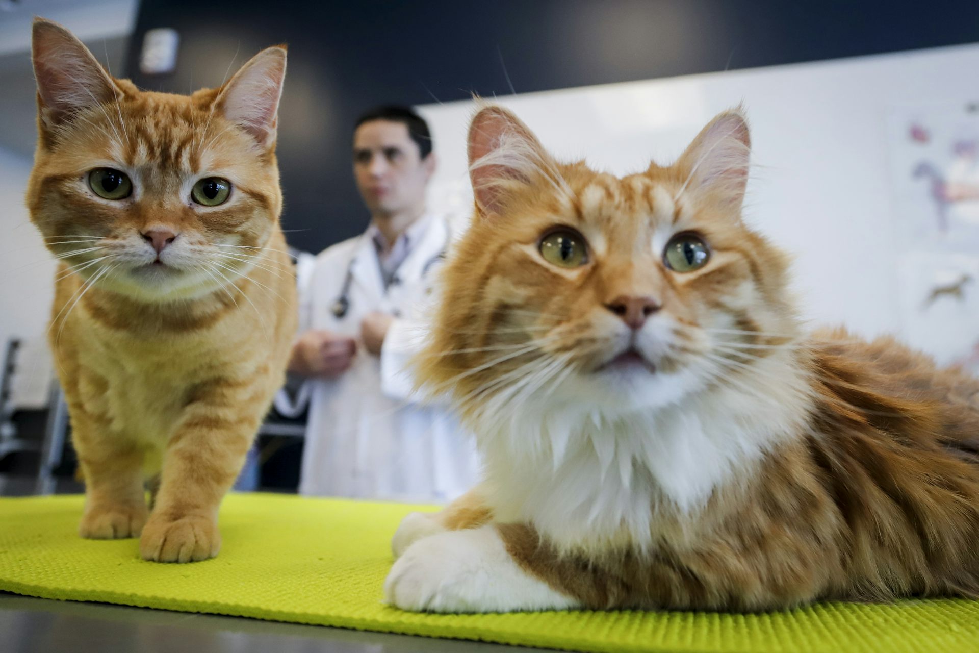 Deux chats roux sur une table d’examen vétérinaire, dont un regarde directement la caméra.