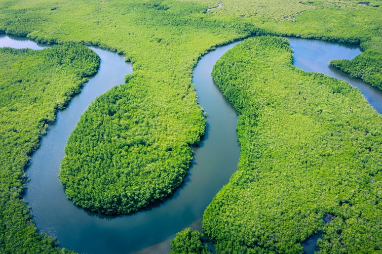 aerial shot of rainforest and river
