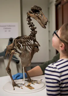 Dodo skeleton